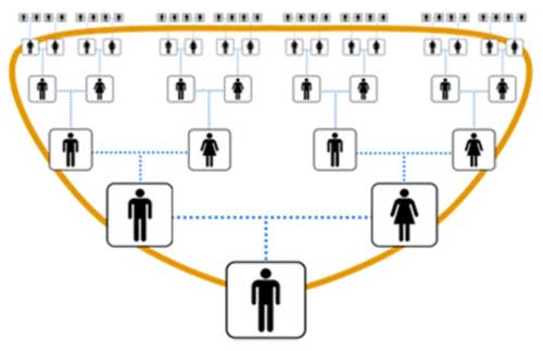 Diagram showing the inheritance of autosomal DNA