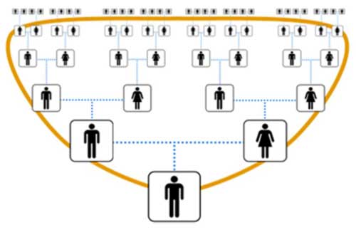 Diagram showing the inheritance of autosomal DNA