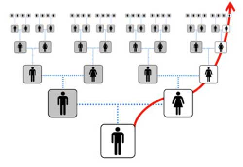 Diagram showing the inheritance of mitochondrial DNA down the direct maternal line